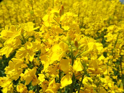 Spring rape blossoms yellow photo