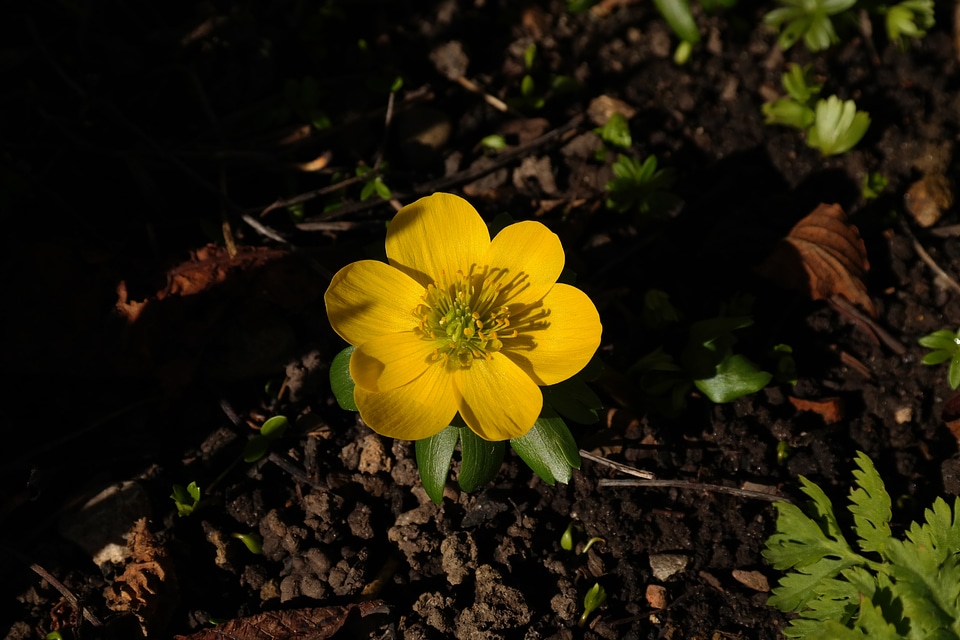 Bloom yellow eranthis hyemalis