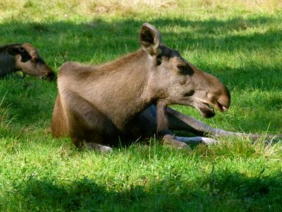 Animals in the park ähtäri zoo photo