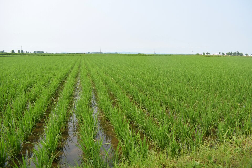 Rice north-east in rice field