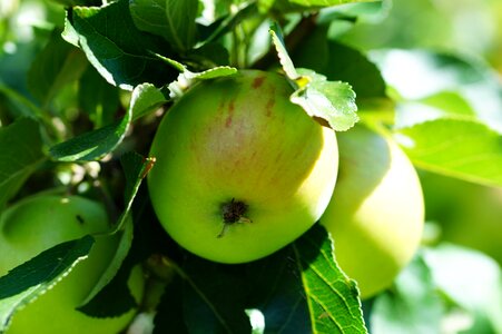 Fruit nature garden