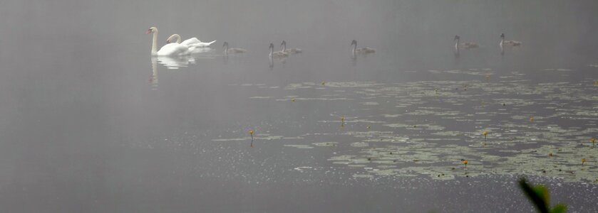 Morning hour water bird water photo