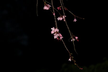 Night sakura pink cherry blossom