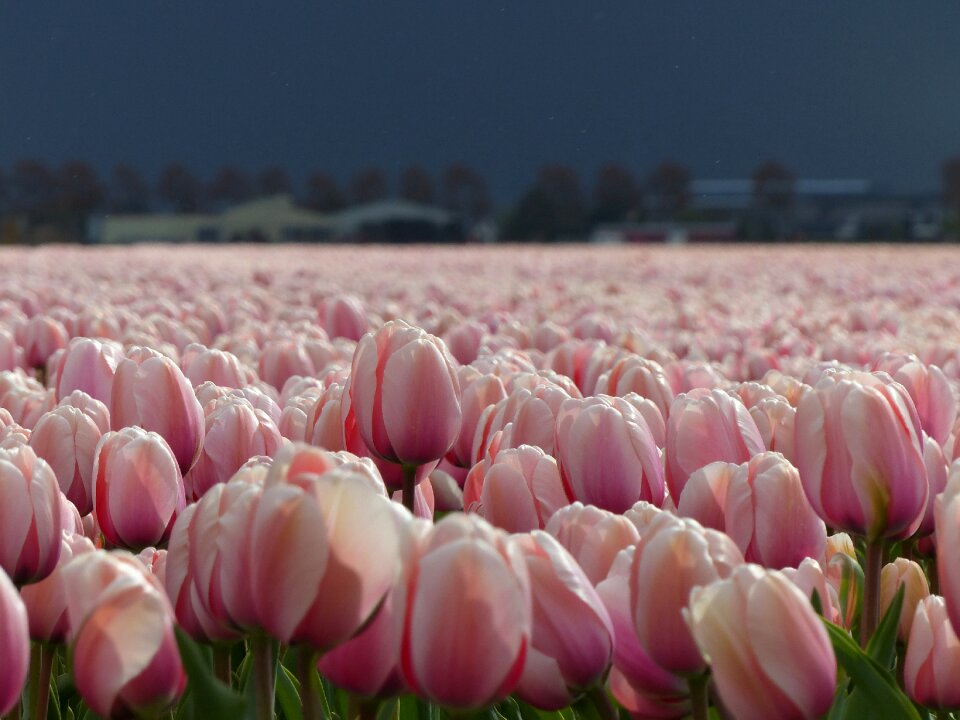 Bloom netherlands holland