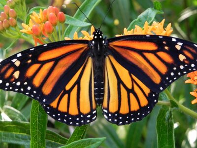 Butterfly wildlife monarch