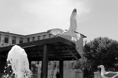 Freedom bird seagull