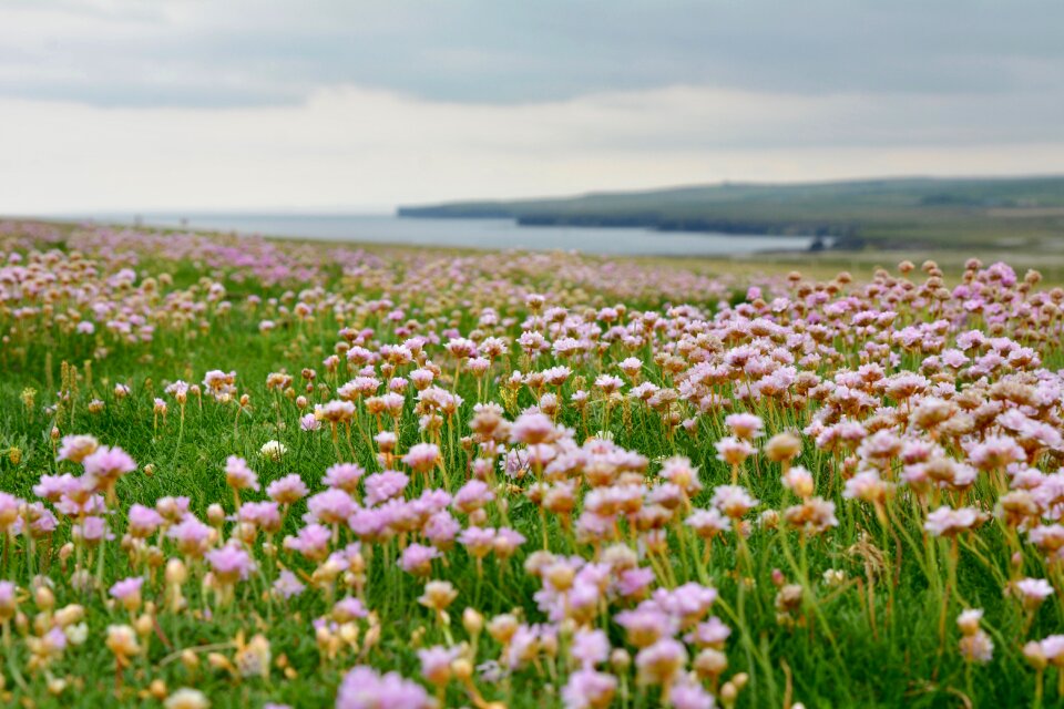 Landscape pink cliff