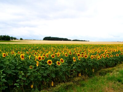 Sunflower land agriculture summer photo