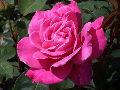 Pink rose nature blooms