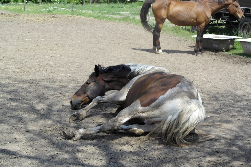 Horse swimming powder