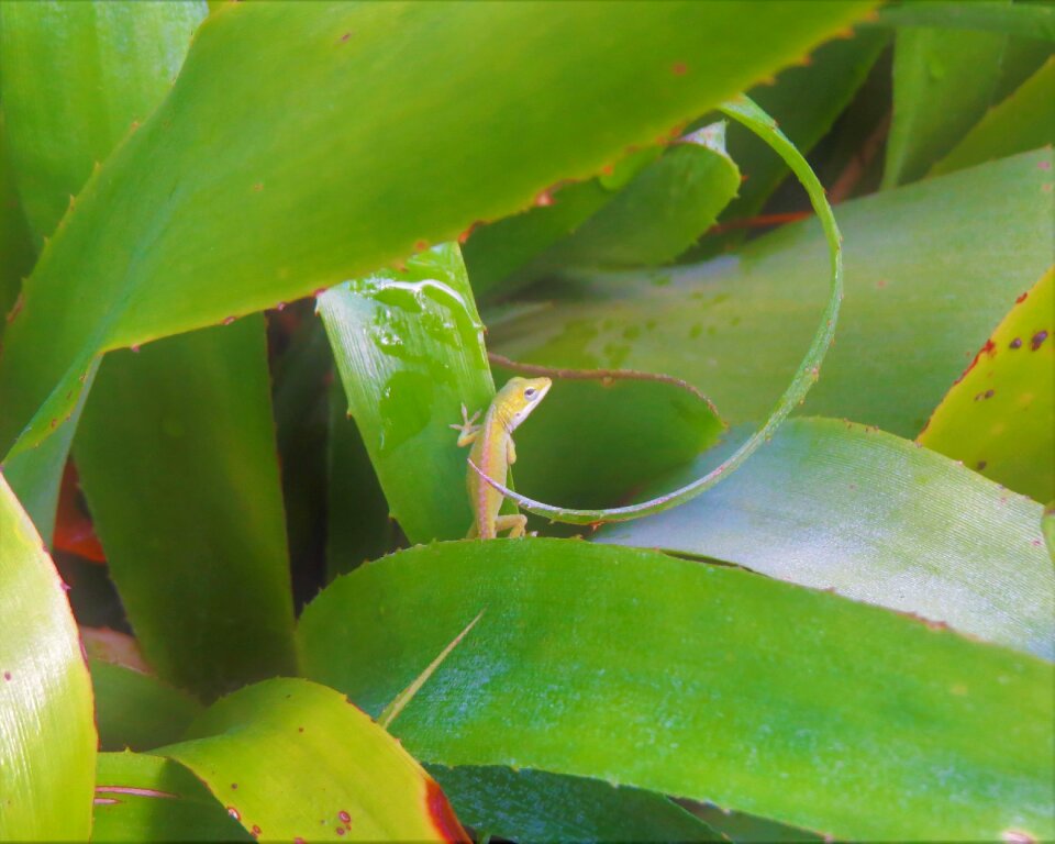 Green wild