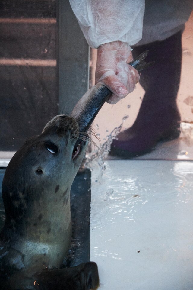 Feeding mammal crawl