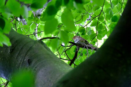 Beech wood avenue nature