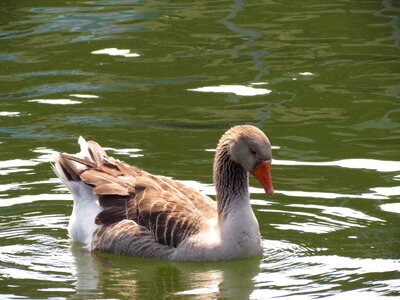 Water wildlife