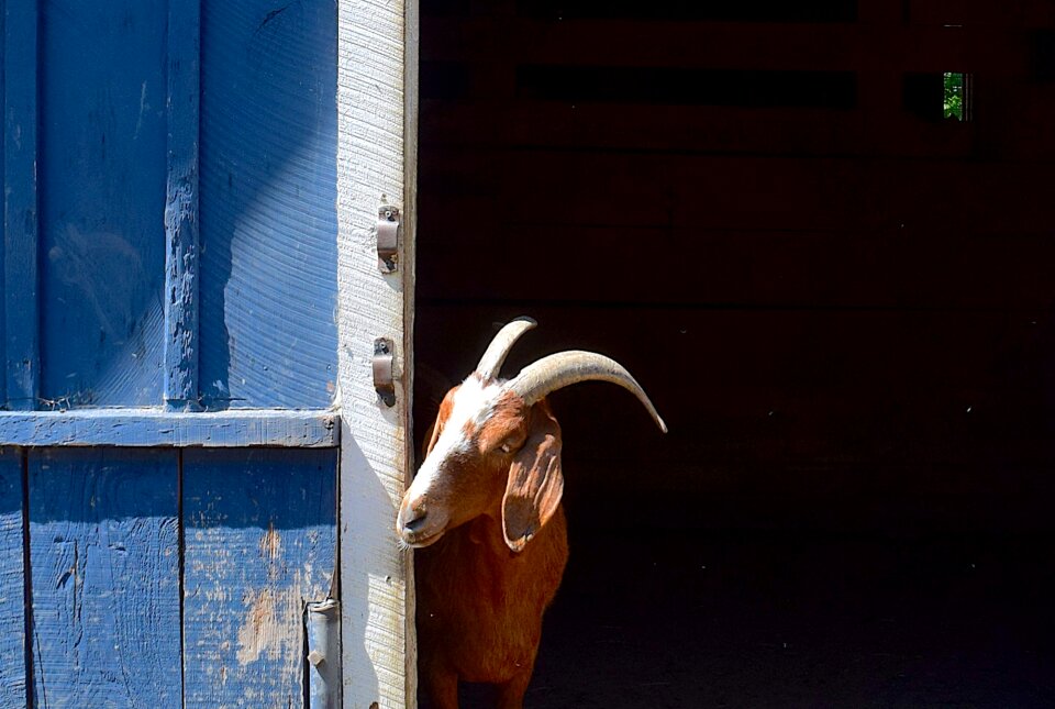 Horns head animal