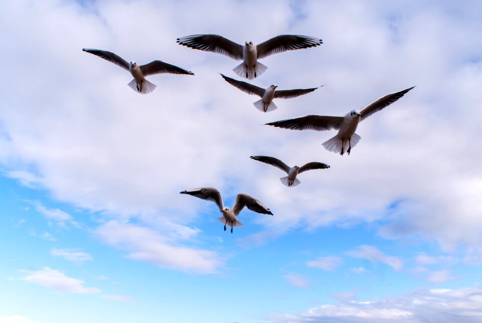 Nature seagull fly
