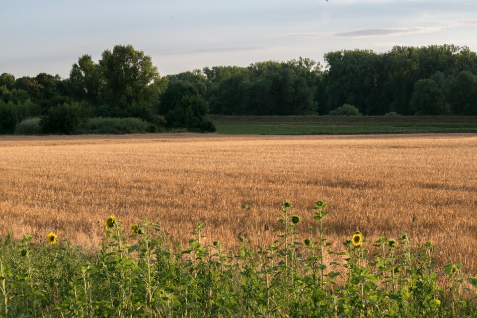Wheat field agriculture nature