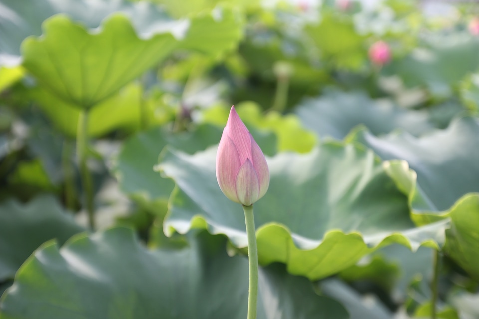 Flower plant leaves