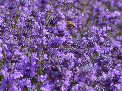 Purple purple flowers lavender fields photo