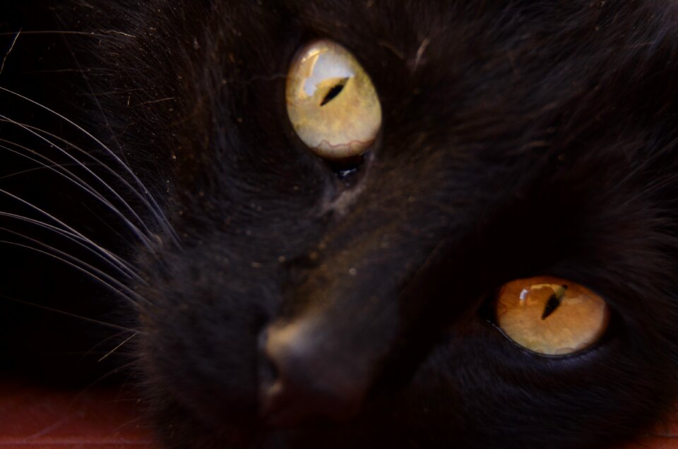 Look feline pet