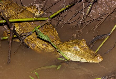 Crocodile reptile wild photo