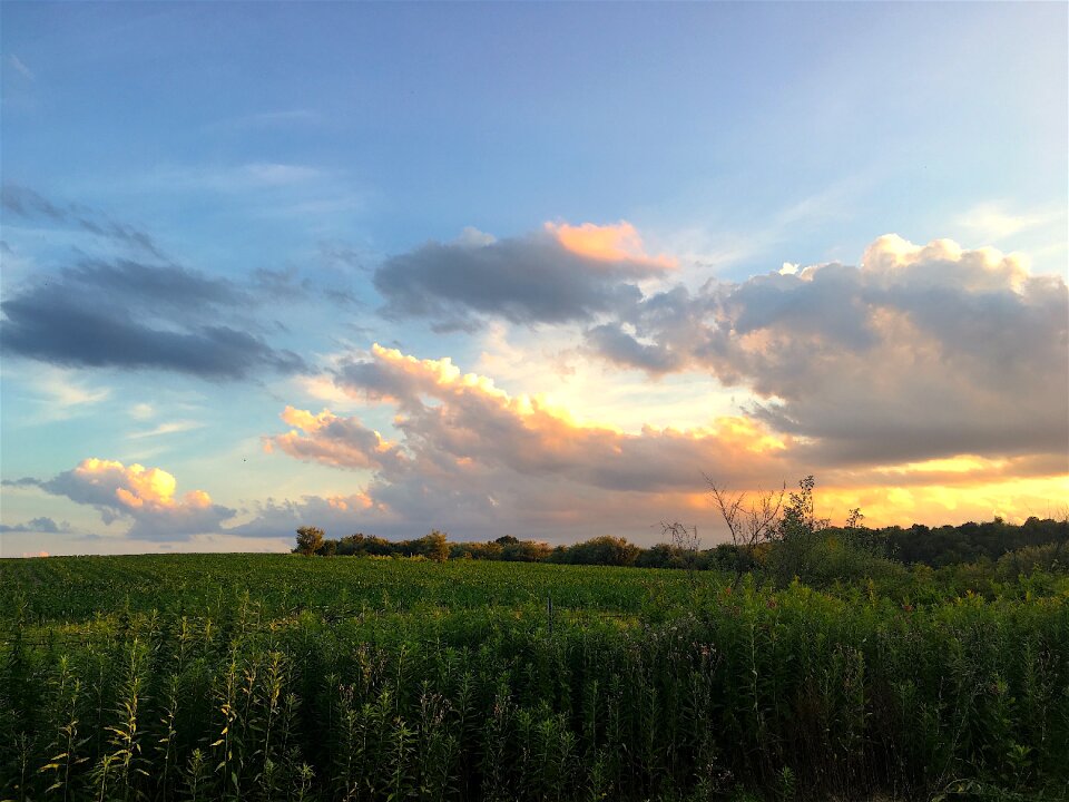Landscape agriculture summer