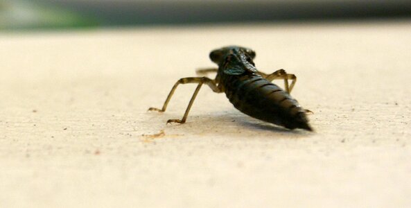 Dragonflies dragonfly larvae insect photo