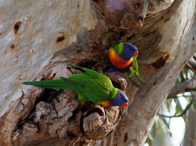 Pair gumtree