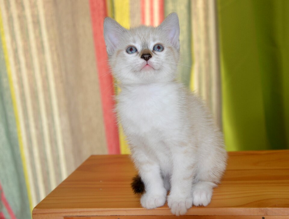 Feline animals cute