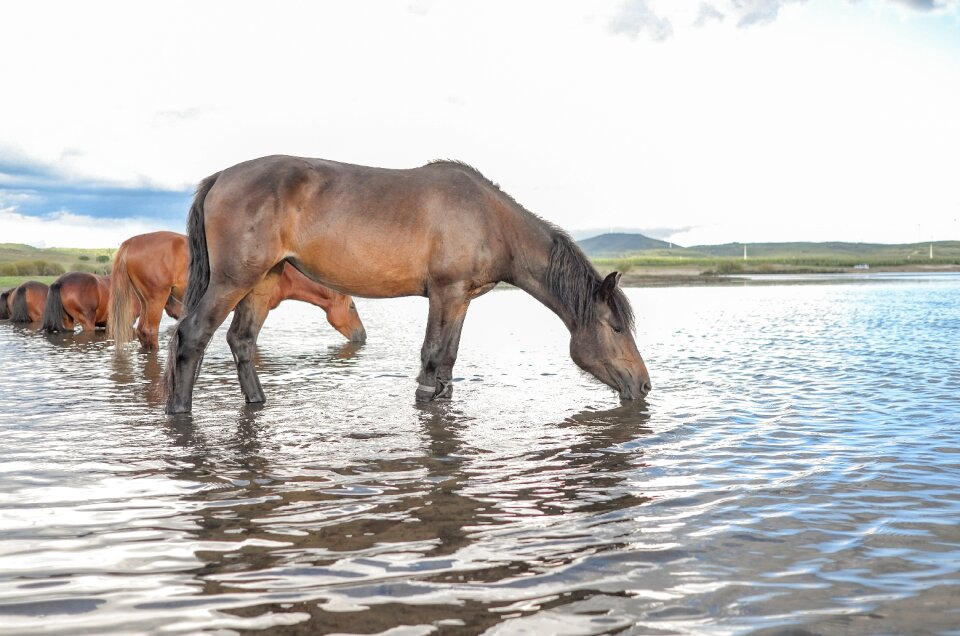 Horse water prairie