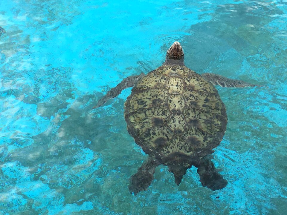 Turtles aquaria sea animals