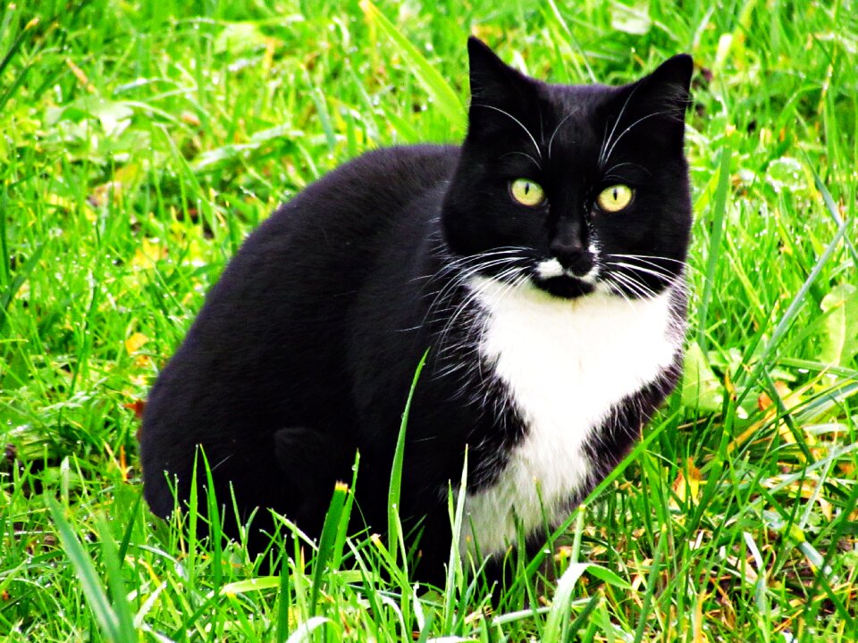Kitten tomcat domestic cat