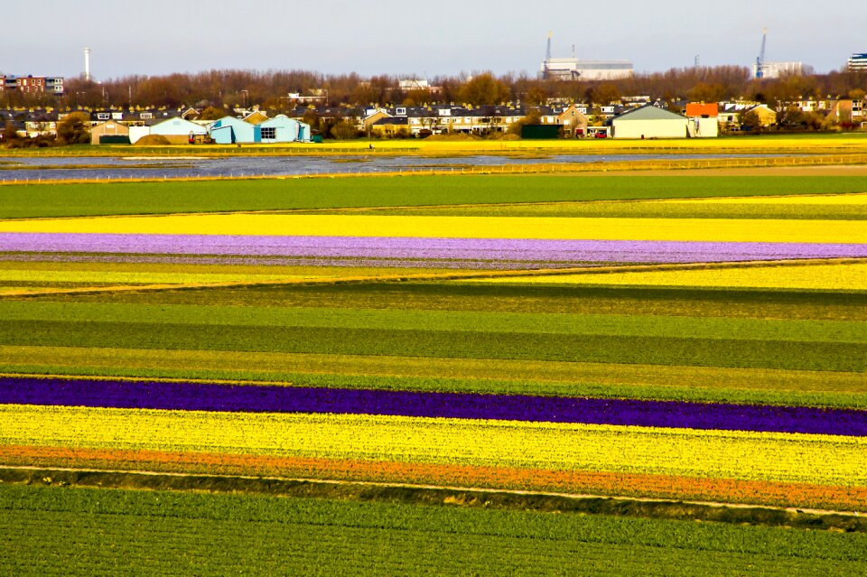 Field field of flowers colorful