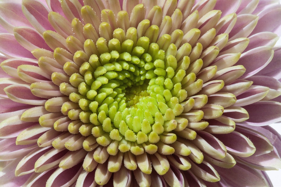 Pink purple close up