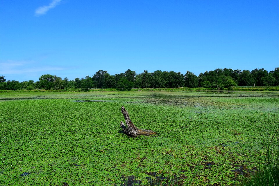 Water nature swamp