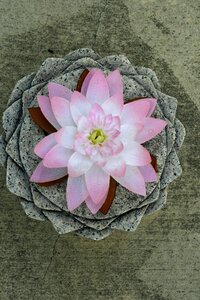Flower circle green circle