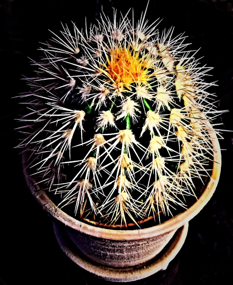 Succulent green bright barbed