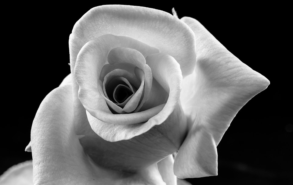 Blossom bloom black and white