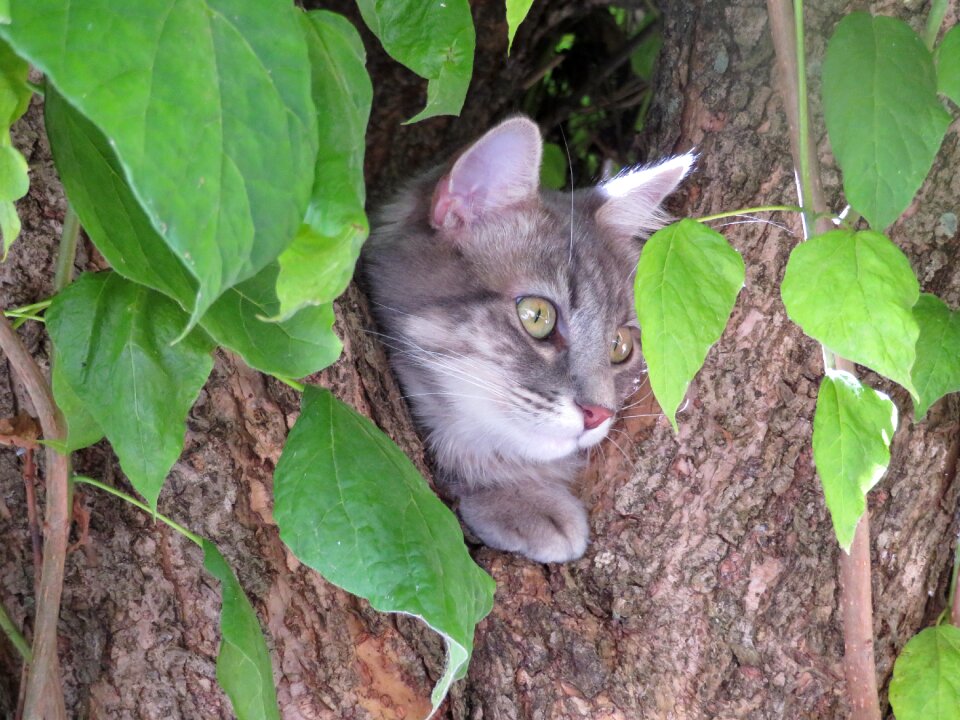 Tree leaves perched