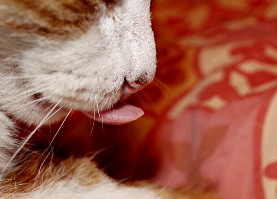 Pet kitten domestic