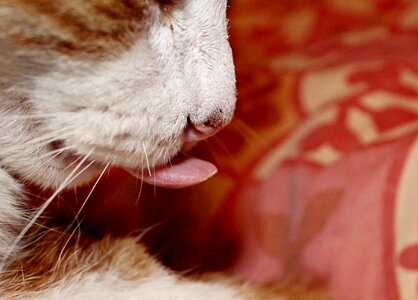 Pet kitten domestic