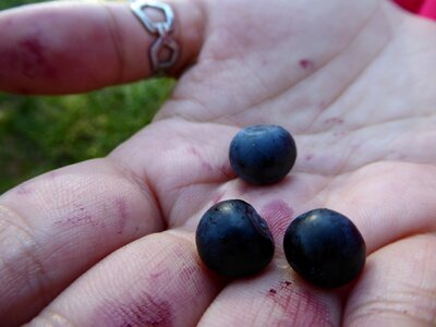 Autumn forest berry