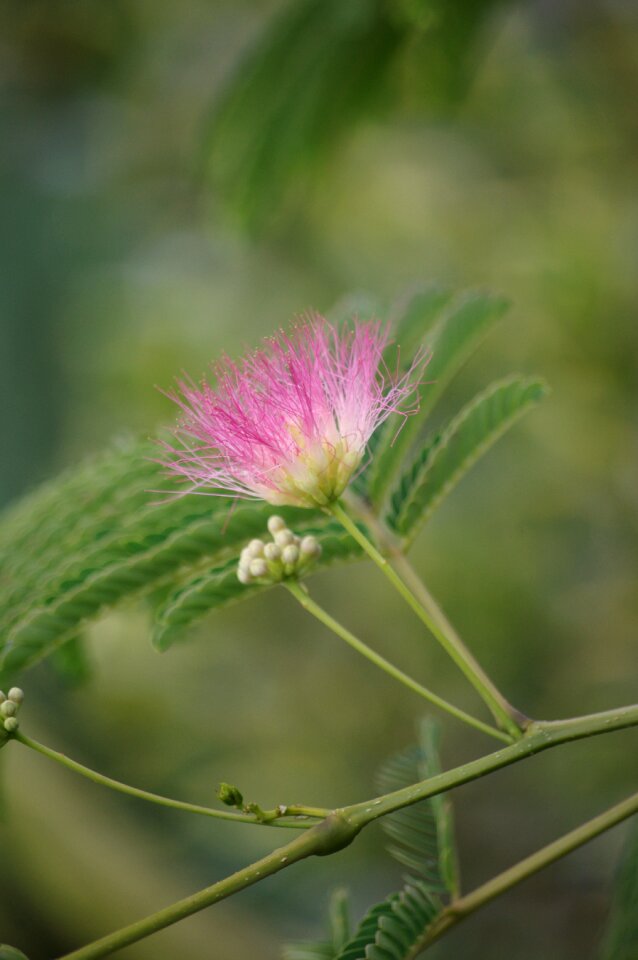 Albizia silk tree acacia of constantinople