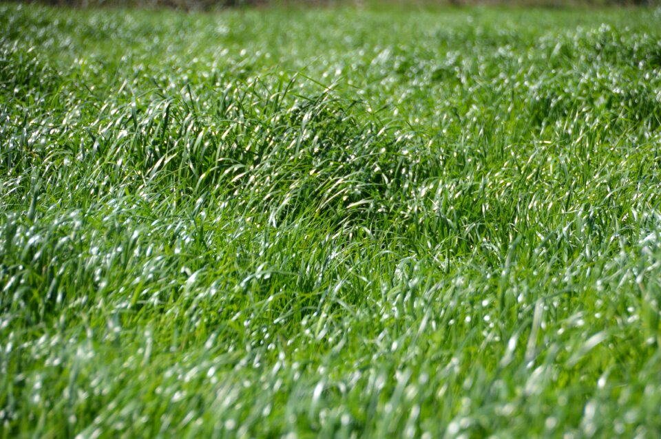 Landscape green field photo