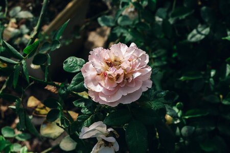 Pink flower blooming natural photo