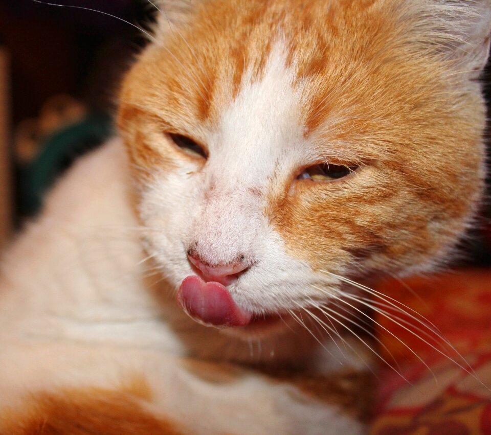 Pet kitten domestic