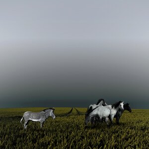 Clouds grass