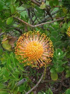 Bloom protea pincushion photo