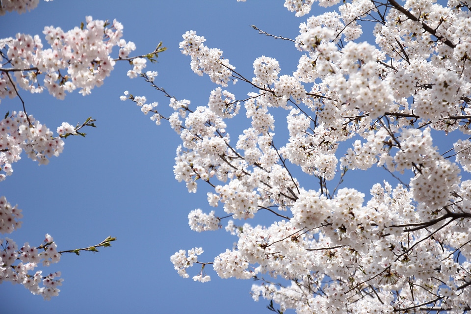 Branch bloom floral