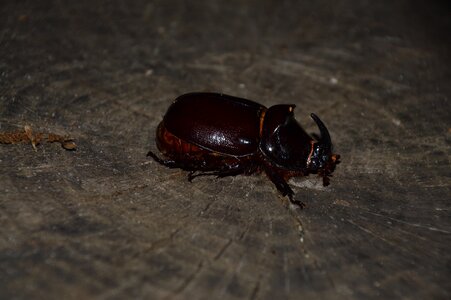 Rhinoceros beetle insect riesenkaefer